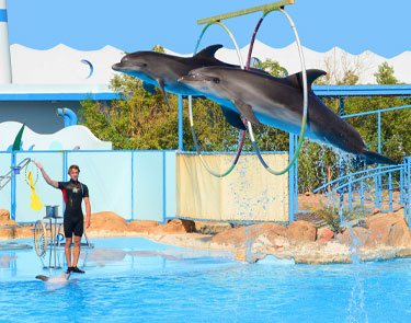 Dolphin Show Tour From Belek