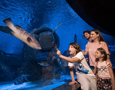 Antalya Aquarium Tour From Kemer