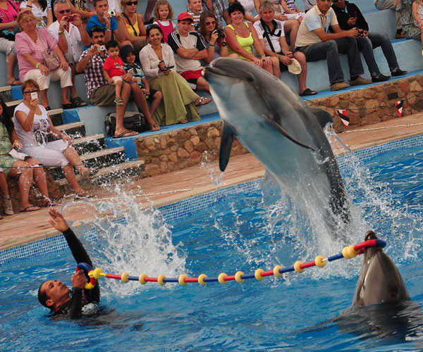 Alanya Dolphin And Seal Show